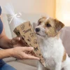 Schultüte für Hunde & Welpen personalisiert mit Name | 28 cm Zuckertüte für Hundeschule